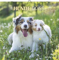 Alpha Edition - Hunde Kalender 2026 – Wandkalender 30x30 cm für Hundeliebhaber – 6-sprachiges Kalendarium mit Feiertagen & Ferienterminen, Monatsübersichten & viel Platz für Notizen, Ringbindung