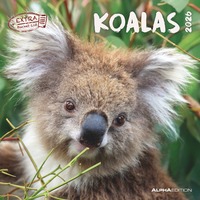 Koalas 2026 - Broschürenkalender 30x30 cm (30x60 geöffnet) - Kalender mit Platz für Notizen - koala bears - Bildkalender - Wandplaner - Bärenkalender