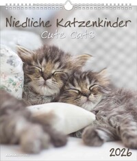 Alpha Edition - Niedliche Katzenkinder 2026 – Wandkalender 30×34 cm mit 12 Katzenbaby-Motiven & Monatsübersicht, dekorativer Tierkalender & Geschenk für Katzenliebhaber