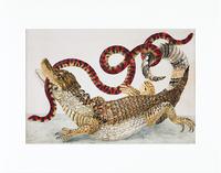 Maria Sibylla Merian - gerahmter Druck 