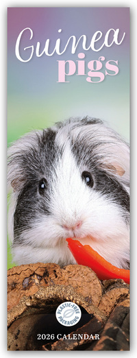 Guniea Pigs – Meerschweinchen 2026 – Slimline-Kalender