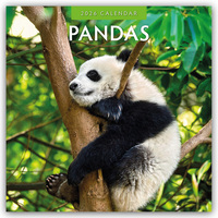 Pandas – Pandabären 2026 – 16-Monatskalender