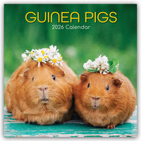 Guinea Pigs – Meerschweinchen 2026 – 16-Monatskalender