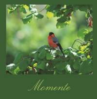 Momente