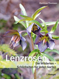 Lenzrosen