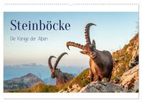 Steinböcke - Die Könige der Alpen (Wandkalender 2025 DIN A2 quer), CALVENDO Monatskalender