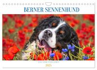 Berner Sennenhund - Eine Liebe für´s Leben (Wandkalender 2025 DIN A4 quer), CALVENDO Monatskalender