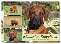 Rhodesian Ridgeback - Charmanter Dickkopf aus Afrika (Wandkalender 2025 DIN A3 quer), CALVENDO Monatskalender