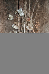 Blühende Worte. Die Bibel