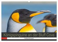 Königspinguine an der Bluff Cove (Wandkalender 2025 DIN A2 quer), CALVENDO Monatskalender