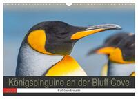 Königspinguine an der Bluff Cove (Wandkalender 2025 DIN A3 quer), CALVENDO Monatskalender
