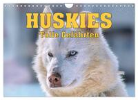 Huskies - Tolle Gefährten (Wandkalender 2025 DIN A4 quer), CALVENDO Monatskalender