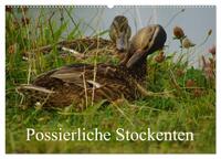 Possierliche Stockenten (Wandkalender 2025 DIN A2 quer), CALVENDO Monatskalender