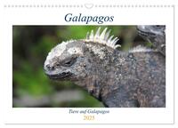 Galapagos 2025 - Tiere auf Galapagos (Wandkalender 2025 DIN A3 quer), CALVENDO Monatskalender