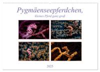 Pygmäenseepferdchen, kleines Pferd ganz groß (Wandkalender 2025 DIN A2 quer), CALVENDO Monatskalender