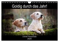 Goldig durch das Jahr! (Wandkalender 2025 DIN A4 quer), CALVENDO Monatskalender