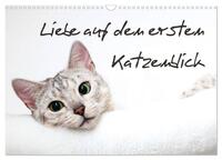 Liebe auf den ersten Katzenblick (Wandkalender 2025 DIN A3 quer), CALVENDO Monatskalender