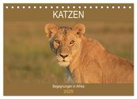 Katzen - Begegnungen in Afrika (Tischkalender 2025 DIN A5 quer), CALVENDO Monatskalender