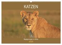 Katzen - Begegnungen in Afrika (Wandkalender 2025 DIN A2 quer), CALVENDO Monatskalender