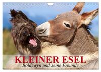 Kleiner Esel. Boldewyn und seine Freunde (Wandkalender 2025 DIN A4 quer), CALVENDO Monatskalender