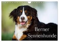 Berner Sennenhunde (Wandkalender 2025 DIN A4 quer), CALVENDO Monatskalender