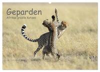 Geparden - Afrikas grazile Katzen (Wandkalender 2025 DIN A2 quer), CALVENDO Monatskalender