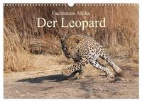 Faszination Afrika: Der Leopard (Wandkalender 2025 DIN A3 quer), CALVENDO Monatskalender