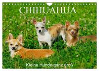 Chihuahua - Kleine Hunde ganz groß (Wandkalender 2025 DIN A4 quer), CALVENDO Monatskalender