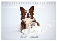 Border Collies (Tischkalender 2025 DIN A5 quer), CALVENDO Monatskalender