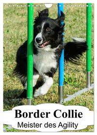 Border Collie Meister des Agility (Wandkalender 2025 DIN A4 hoch), CALVENDO Monatskalender