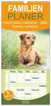 Familienplaner 2025 - Faszination Labrador - gelb, foxred, schwarz mit 5 Spalten (Wandkalender, 21 x 45 cm) CALVENDO