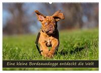 Eine kleine Bordeauxdogge entdeckt die Welt (Wandkalender 2026 DIN A2 quer), CALVENDO Monatskalender