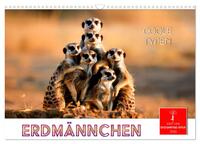 Erdmännchen - coole Typen (Wandkalender 2026 DIN A3 quer), CALVENDO Monatskalender