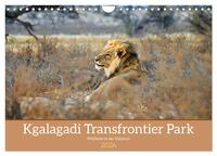 Kgalagadi - Fauna und Wildtiere in der Kalahari (Wandkalender 2026 DIN A4 quer), CALVENDO Monatskalender