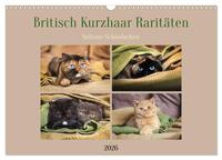 Britisch Kurzhaar Raritäten - seltene Schönheiten (Wandkalender 2026 DIN A3 quer), CALVENDO Monatskalender