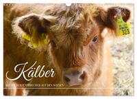 Kälber - Kleine Herzensbrecher auf den Wiesen (Wandkalender 2026 DIN A3 quer), CALVENDO Monatskalender