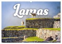 Lamas in Südamerika (Wandkalender 2026 DIN A2 quer), CALVENDO Monatskalender