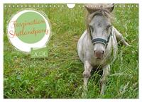 Faszination Shetlandpony (Wandkalender 2026 DIN A4 quer), CALVENDO Monatskalender