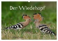 Der Wiedehopf (Wandkalender 2026 DIN A2 quer), CALVENDO Monatskalender