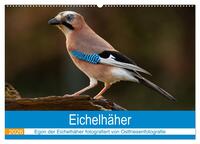 Eichelhäher - Egon der Eichelhäher fotografiert von Ostfriesenfotografie (Wandkalender 2026 DIN A2 quer), CALVENDO Monatskalender
