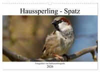 Haussperling - Spatz fotografiert von Ostfriesenfotografie (Wandkalender 2026 DIN A3 quer), CALVENDO Monatskalender