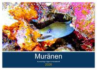Muränen - Kurzsichtige Jäger im Korallenriff (Wandkalender 2026 DIN A4 quer), CALVENDO Monatskalender