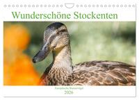 Wunderschöne Stockenten - Europäische Wasservögel (Wandkalender 2026 DIN A4 quer), CALVENDO Monatskalender