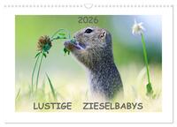 Lustige Zieselbabys (Wandkalender 2026 DIN A3 quer), CALVENDO Monatskalender