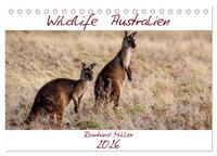 Wildlife Australien (Tischkalender 2026 DIN A5 quer), CALVENDO Monatskalender