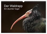 Der Waldrapp - Ein skurriler Vogel (Wandkalender 2026 DIN A3 quer), CALVENDO Monatskalender