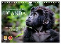 UGANDA - Berggorillas & Chimps (Wandkalender 2026 DIN A4 quer), CALVENDO Monatskalender