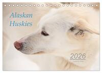 Alaskan Huskies (Tischkalender 2026 DIN A5 quer), CALVENDO Monatskalender