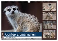 Quirlige Erdmännchen (Wandkalender 2026 DIN A3 quer), CALVENDO Monatskalender