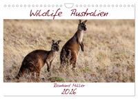Wildlife Australien (Wandkalender 2026 DIN A4 quer), CALVENDO Monatskalender